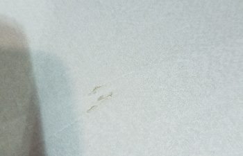 sliver 5